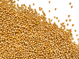 Mustard Seed Yellow Canadian 1kg