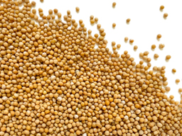 Mustard Seed Yellow SS 25kg